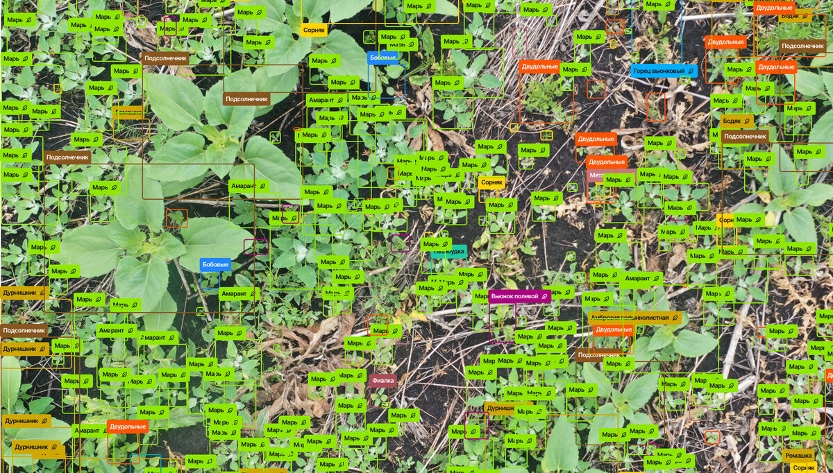 Российская компания «АссистАгро», резидент «Сколково», разработала одноименный цифровой сервис, способный определять видовой состав сорняков на поле и на основании этой и другой информации формировать-2