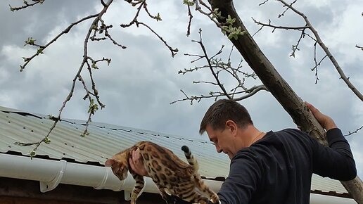 ЭТО ПОЛНЫЙ ЭКШЕН🙃...БИРМА ЗАБРАЛАСЬ НА КРЫШУ😨🙀🐾🐆 | Цветочная Рапсодия ...