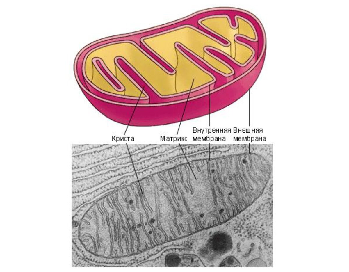 Органоиды клетки митохондрии. Органелла клетки митохондрия. Строение митохондрии клетки. Митохондрии строение органоида. Строение ядра митохондрии