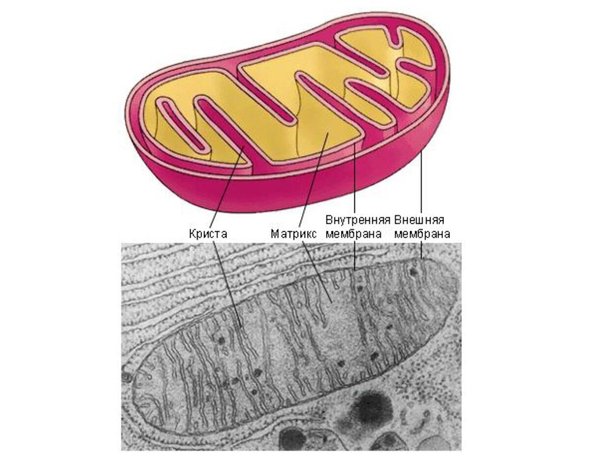 Митохондрии на рисунке