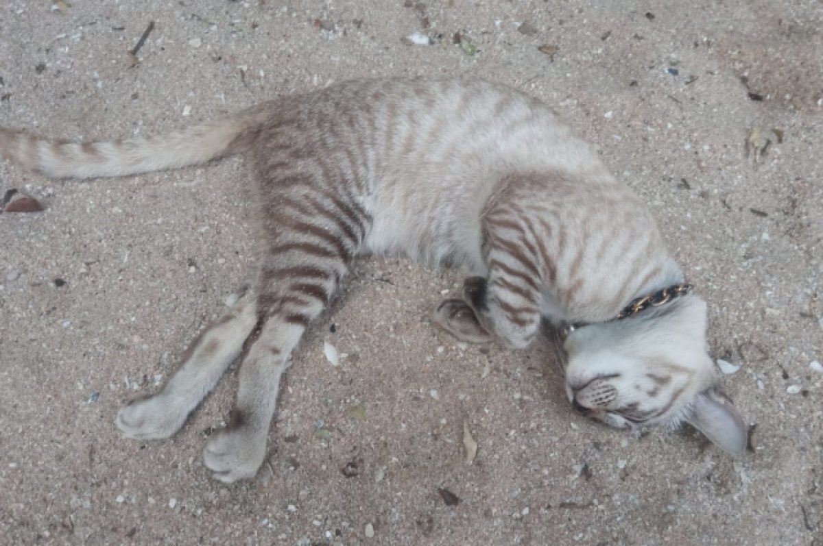    Хабаровские кошки и собаки отдохнули во Франции и Японии