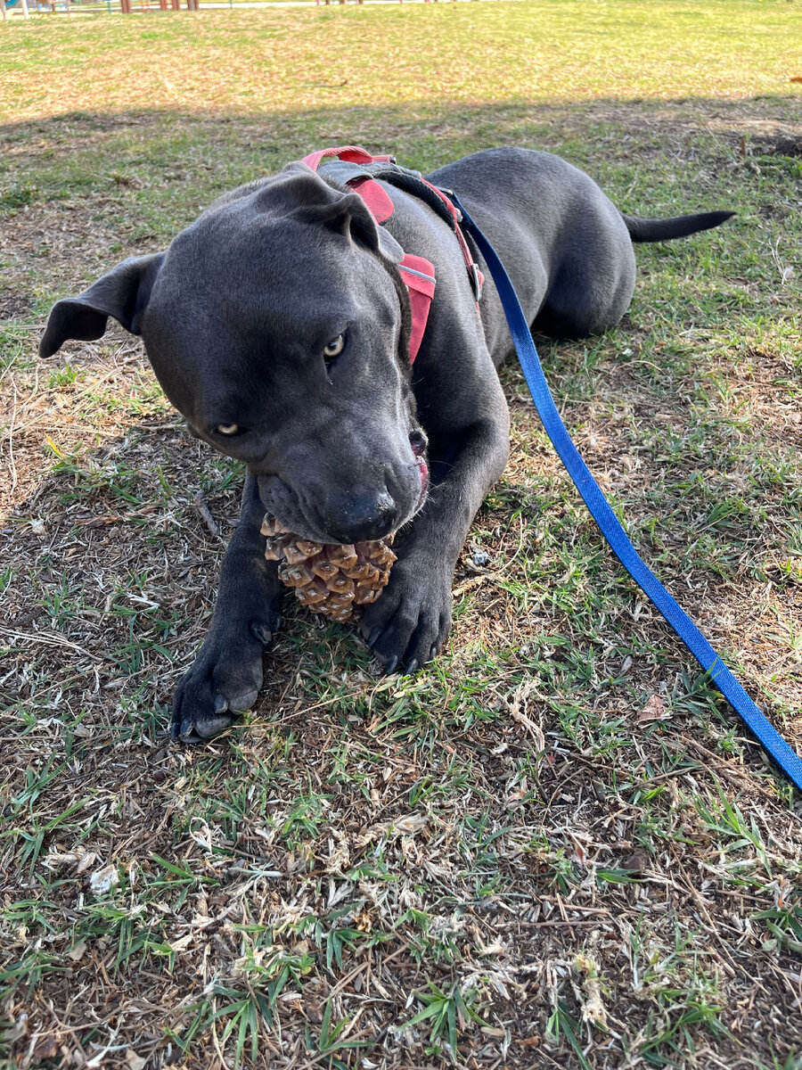 Тут Нани ещё щеночек