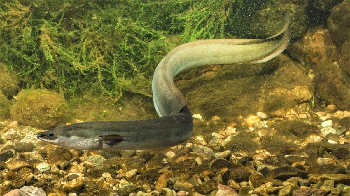 Источник: https://kurl.ru/YyNeO