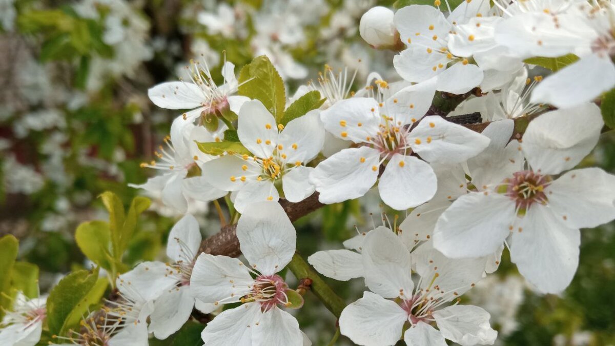 Фото из личного архива. Яблоня во дворе