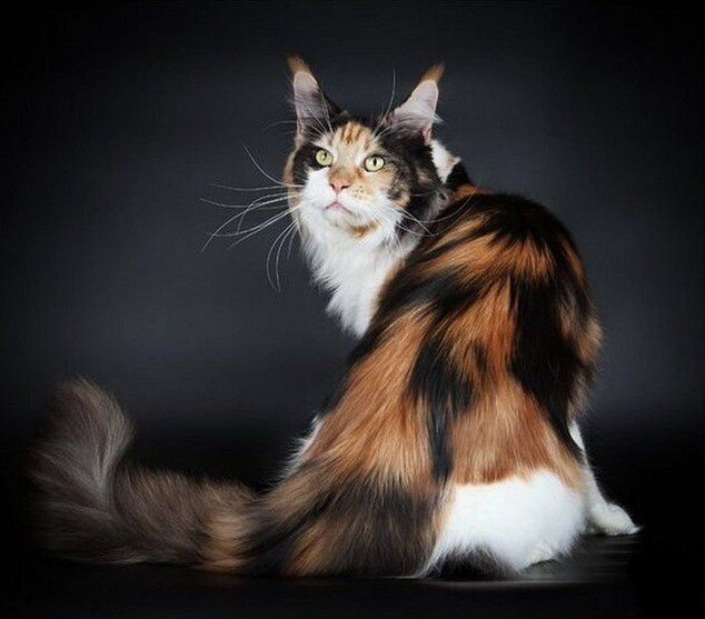 Мейн-кун. Фото: Google картинки.