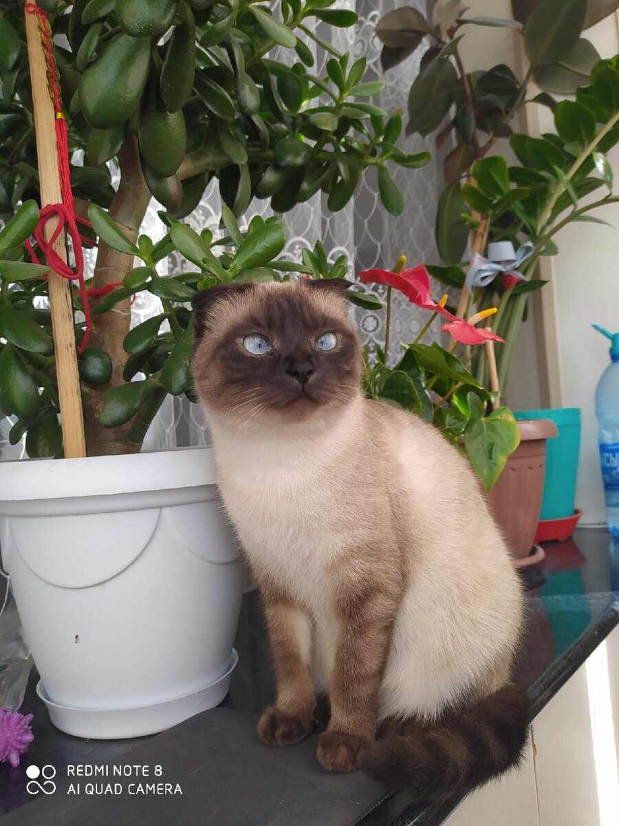 Кошечка Даная,в простонародье Даша.