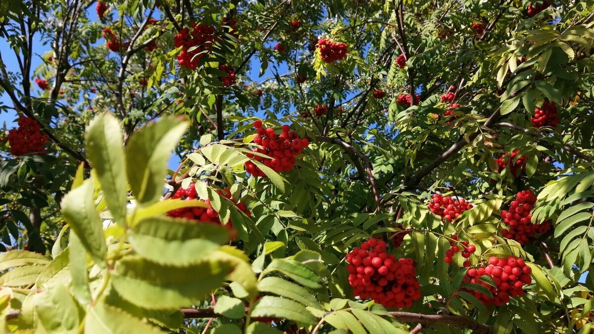     Два десятка рябин появятся во Владивостоке — их высадят завтра, 5 мая, в небольшом сквере у памятника приморцам, погибшим в ходе локальных войн и военных конфликтов. Он находится рядом с Домом молодёжи.