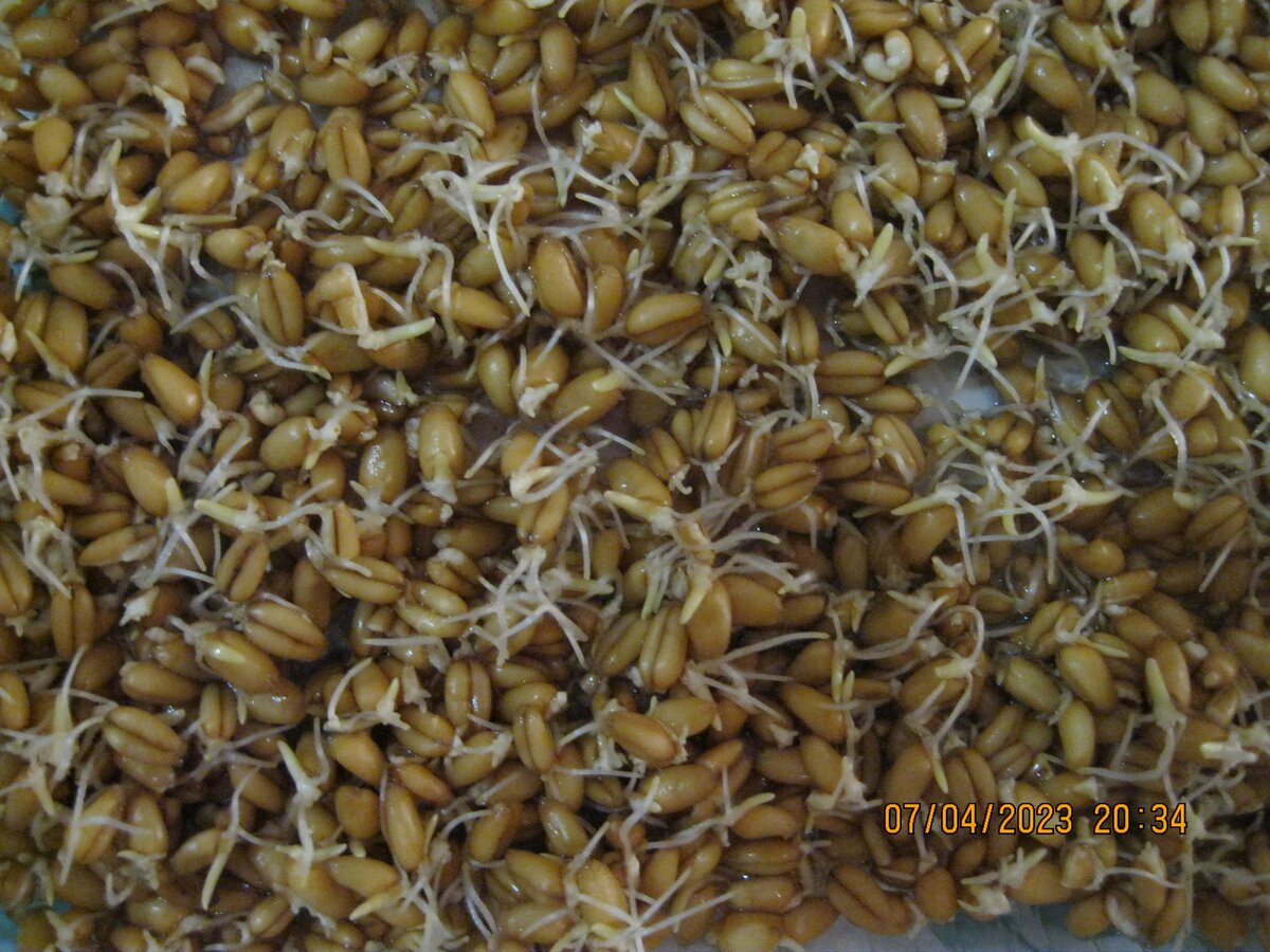 Как прорастить пшеницу к пасхе