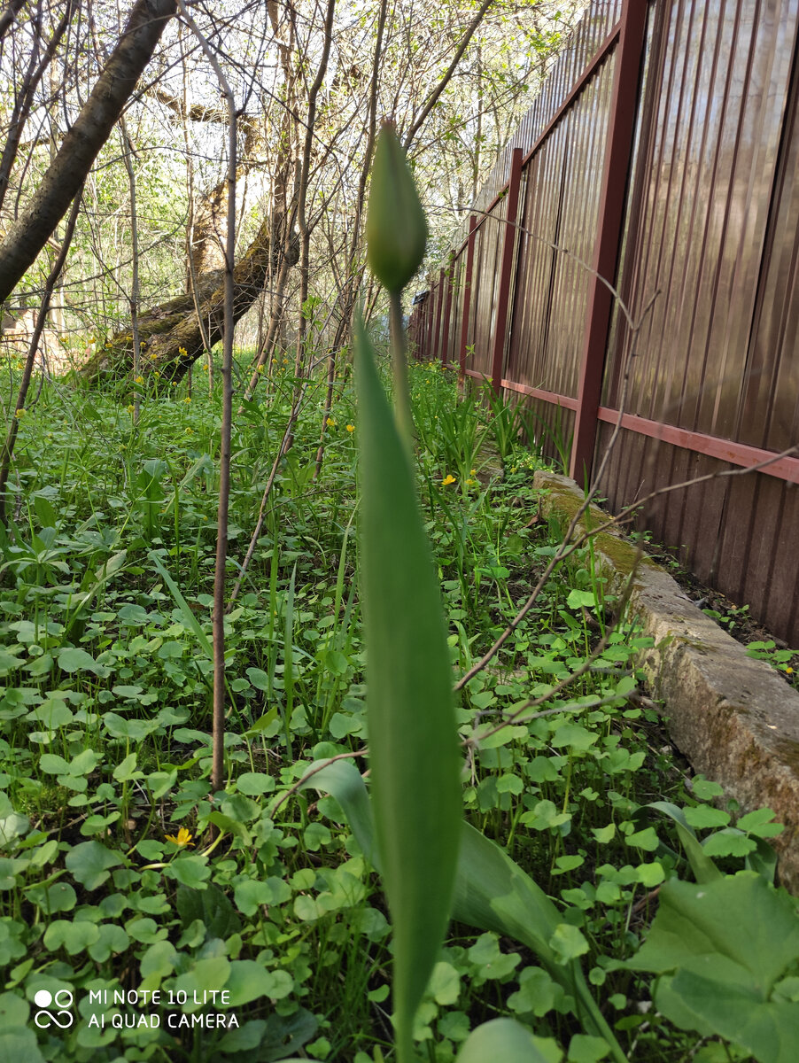 Будет красный