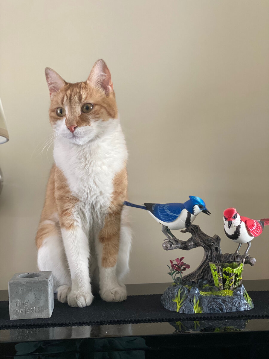 Коржик: «Безопасность превыше всего»!