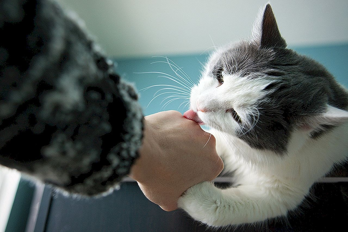 Кошка вылизывает кошку. Зализанная кошка. Кот облизывает. Кошка лижет. Котенок облизывает.