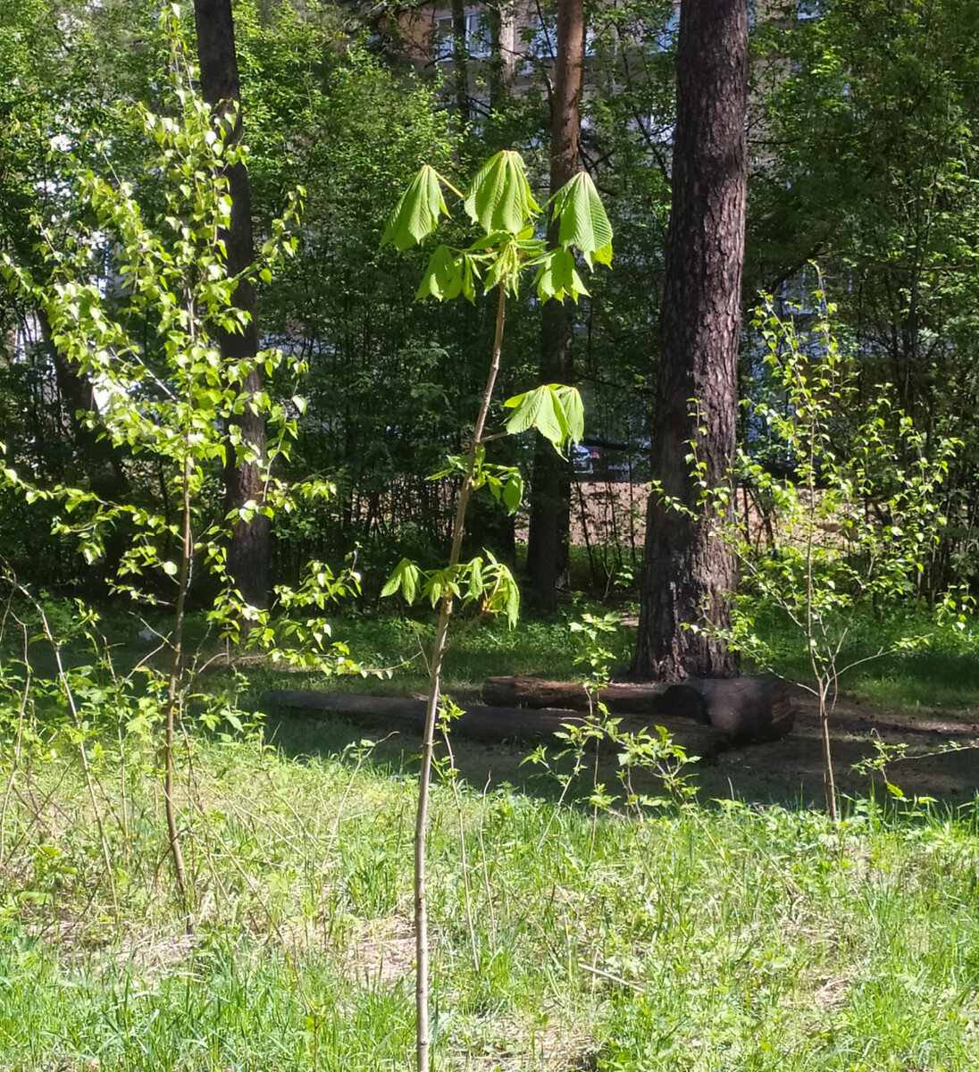 Как-то сам по себе вырос маленький каштан