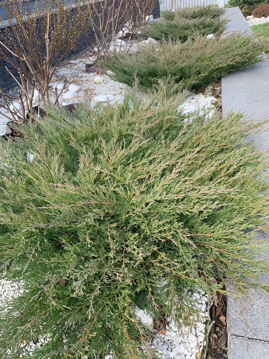 Вот о таких красавцах речь