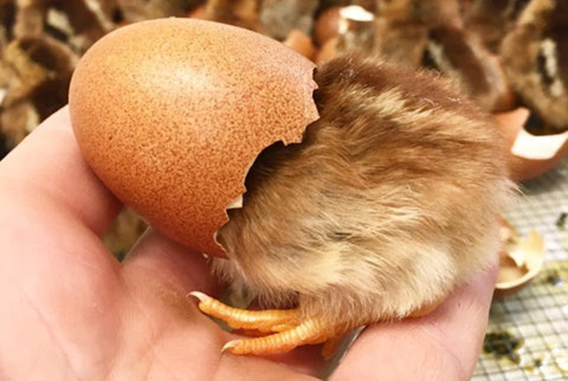 19-20-й день инкубации куриных яиц и вылупление 🥚🐣🐥