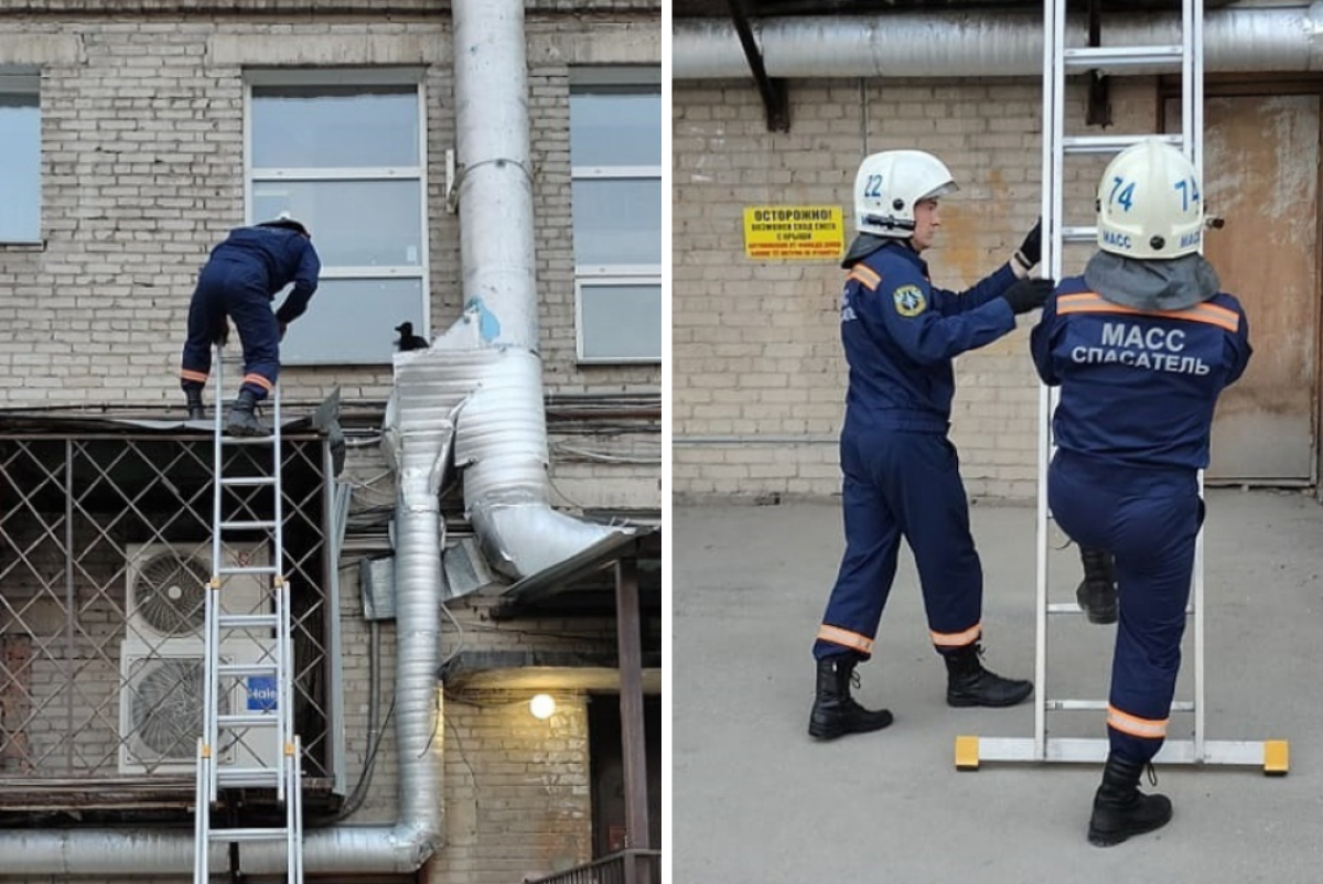    В Новосибирске спасатели сняли кошку с пристройки на улице Станиславского