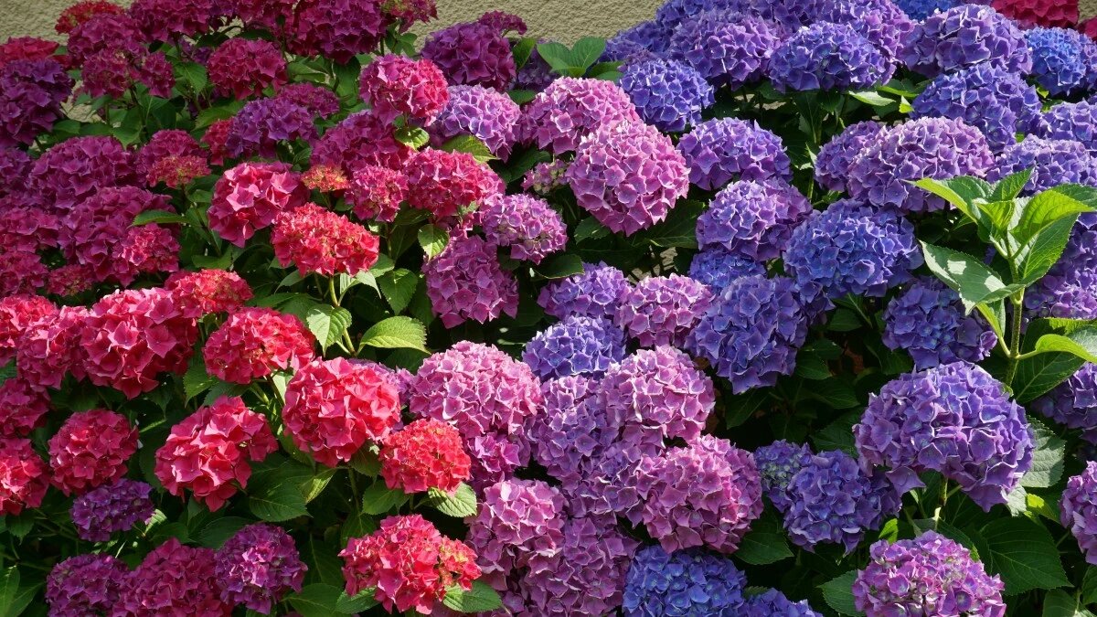 Фото: pxhere.com