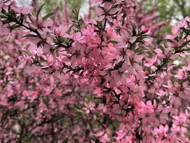 Цветущая сакура