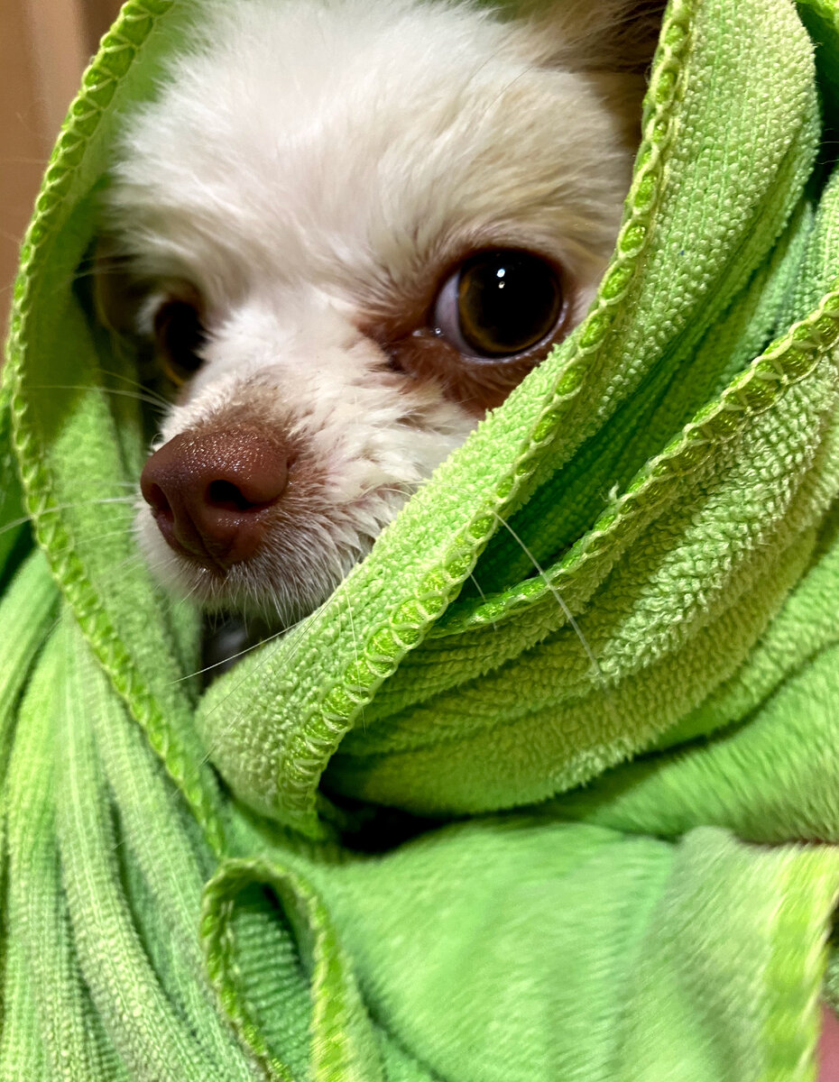 Что, уже интересно? Фото результата купания, сушки и расчёсывания в самом конце. А по тексту - много других забавных фото