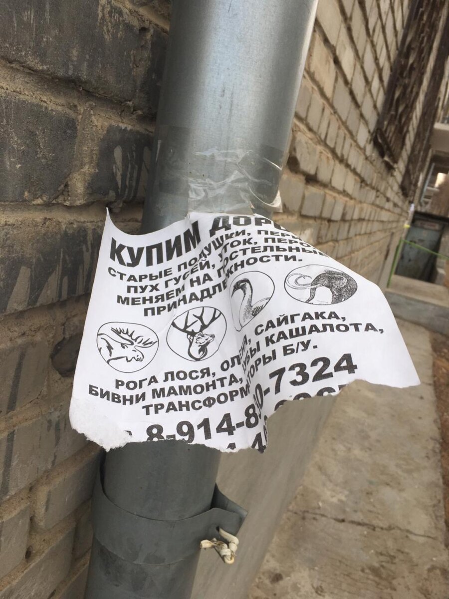 У вас случайно бивни мамонта не завалялись?