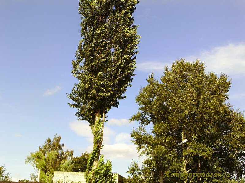 Коллаж Нины Стрелковой для канала «Астропропаганда». 