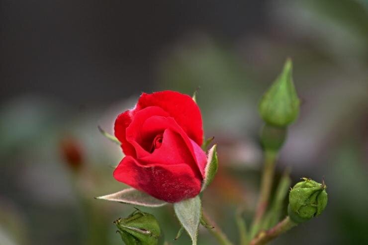 Розы не держат секретов от любознательных цветоводов