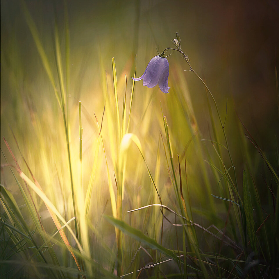 Изображение с открытого источника  http://www.n_ata.photosight.ru