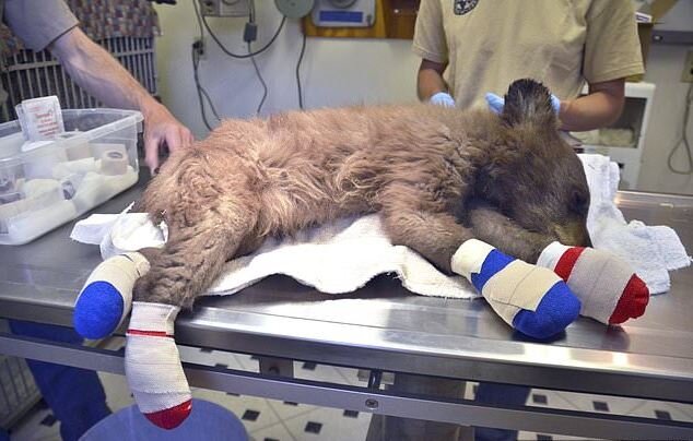 Спасённый медвежонок с ожогами лап. Раны обработали, а чтобы животное не стаскивало с себя перевязочный материал соорудили, так называемые, "башмачки"