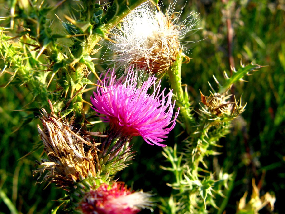 Чертополох (фото из сети)