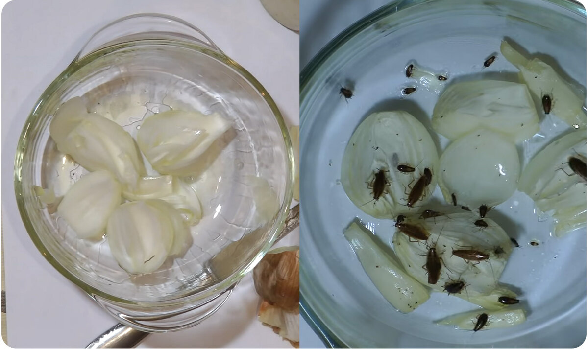 Ловушка в действии.