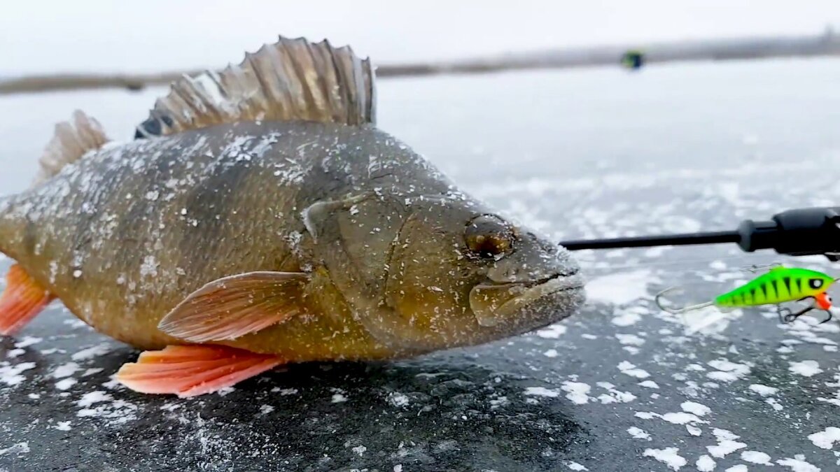 Зимний окунь