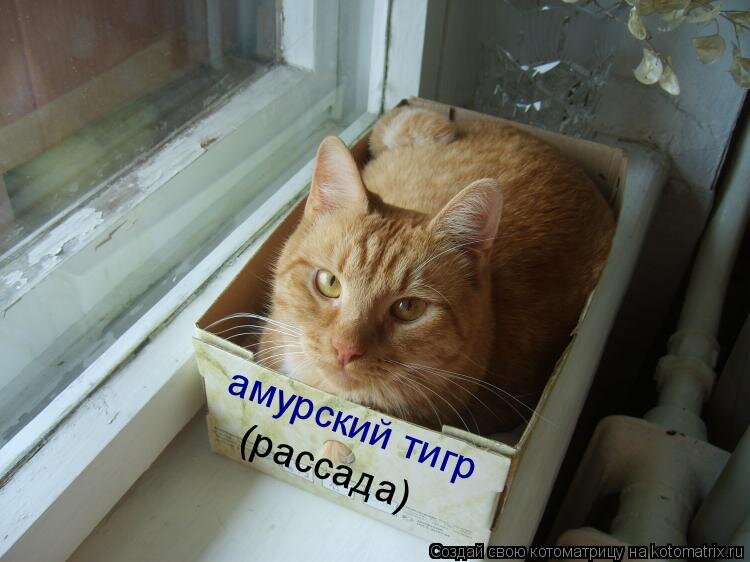 Вырастет ли он?;)