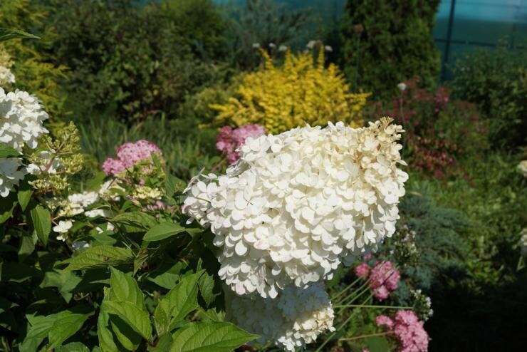 Грунтовая гортензия выращивается очень легко. В уходе она неприхотлива, если знать основные правила ее выращивания: правильно подобрать почву, вовремя увлажнять и сохранить цветы в холода. Самым сложным этапом станет уход за молодым саженцем – присматривать за неокрепшим растением придется постоянно.Фото: гортензия в саду
