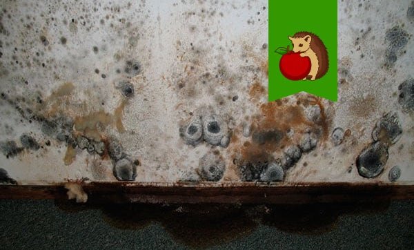 Фото: https://zakromadoma.ru/wp-content/uploads/2017/12/plesen-v-pogrebe-1.jpg