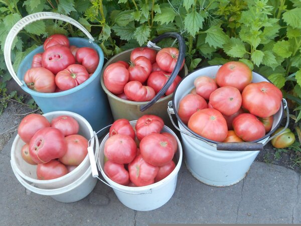 Ленивый способ выращивания томатов на сухарях