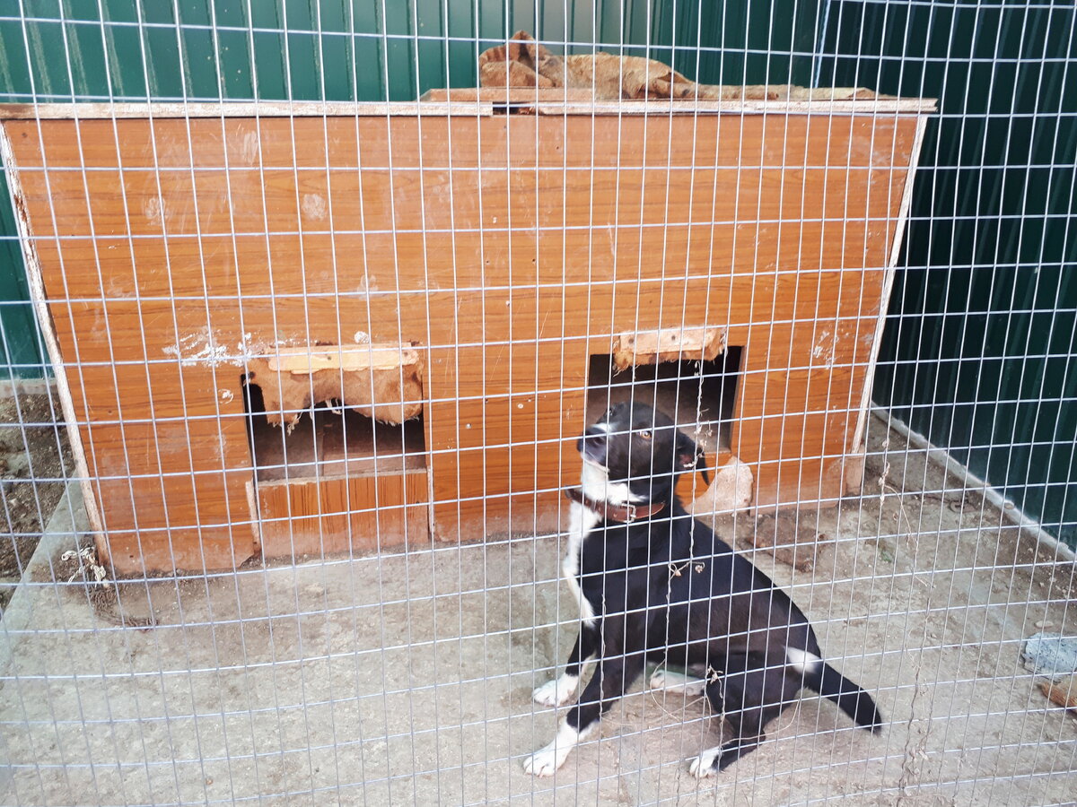 Это наш Дружок.