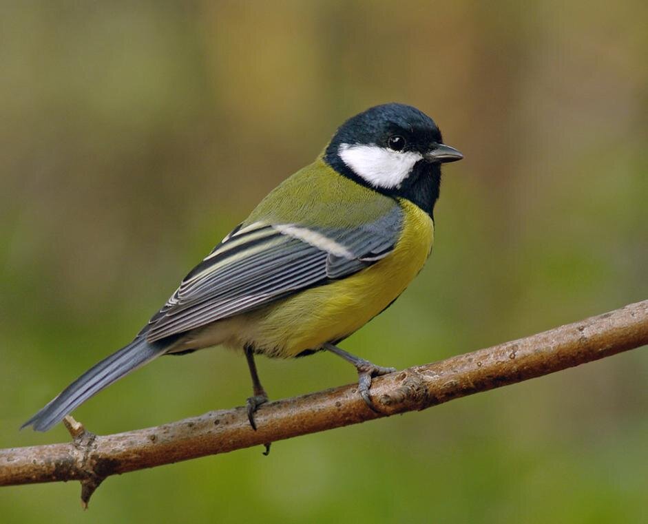 Фото синички из интернета.