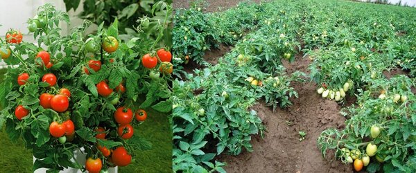 Выбираем томаты. Чем отличаются индетерминантные и детерминантные сорта?