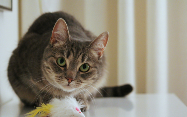 Фотография взята с ресурса, находящегося в открытом доступе. 