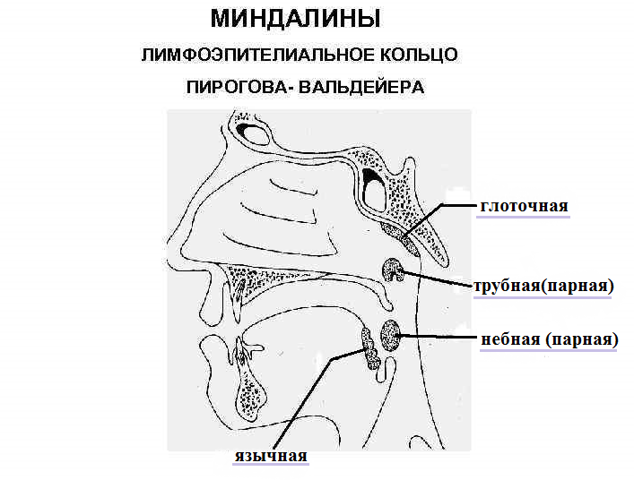 Перерезали горло: в Талдыкоргане произошло двойное убийство