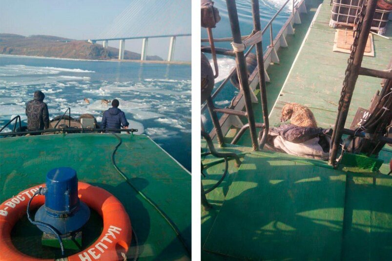 Спасение собак. Фотографии опубликованы PrimaMedia.ru