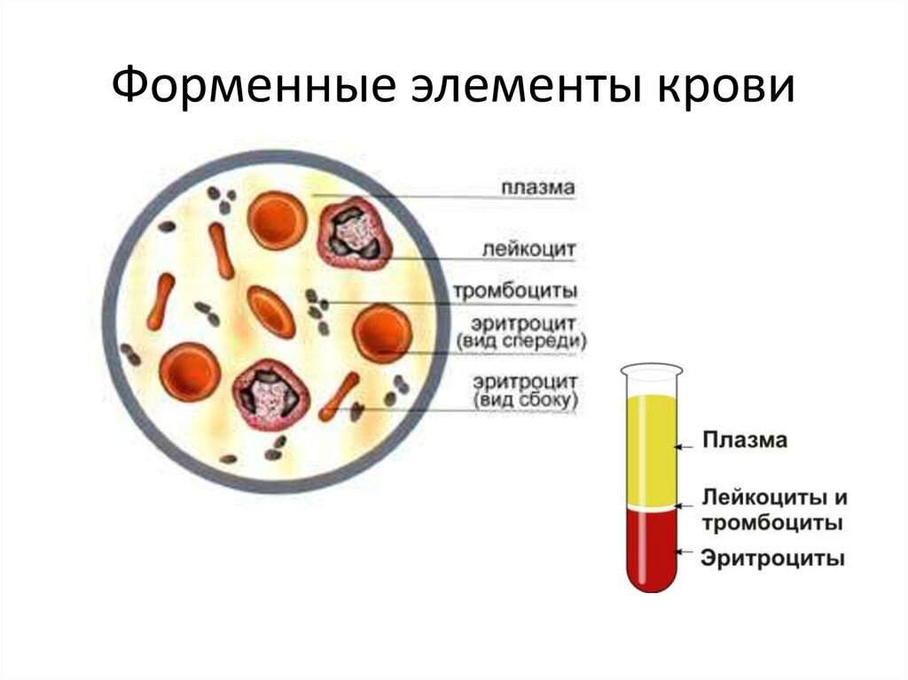 Комплексный анализ крови для диагностики патологии соединительной ткани в Москве