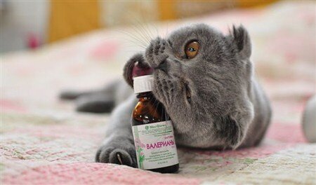 изображение с сайта http://gavmyau.ru