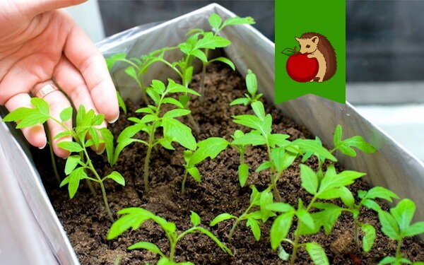 Фото: https://babushkinadacha.ru/wp-content/uploads/2017/01/2201w-35.jpg