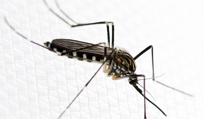 В Европе появился новый вид комаров, которые разносят опасные вирусы - ВОЗ