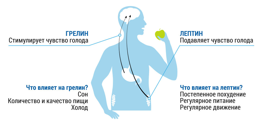 Грелин  — гормон голода