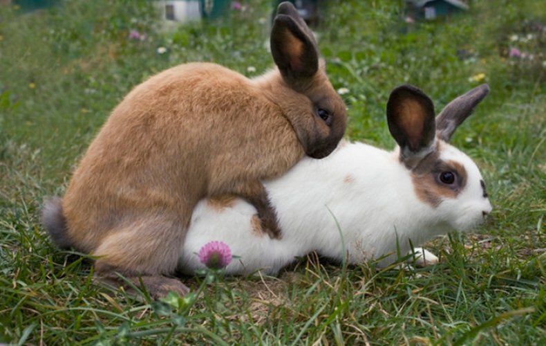 Животное начинает сооружать в углу гнездо из сена и собственного пуха, выдранного из живота.