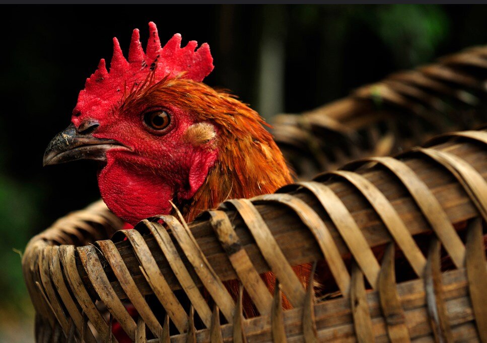 Курица с поджатой лапкой может вмиг испортить все настроение, т.к. это к похолоданию