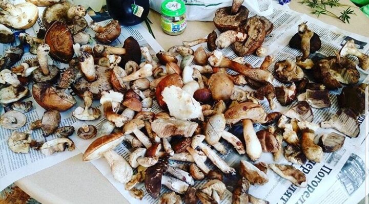 Мой сбор грибов за час