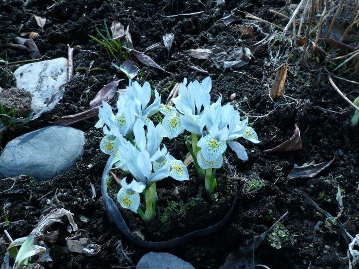 5 первоцветы. Раннецветущие растения урала. Первоцветы картинки с названиями. 5 первоцветы. 5 первоцветы.