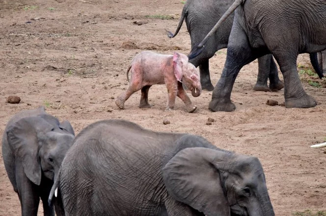 слоненок альбинос